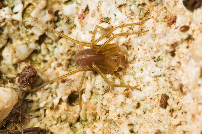 Loxosceles rufescens